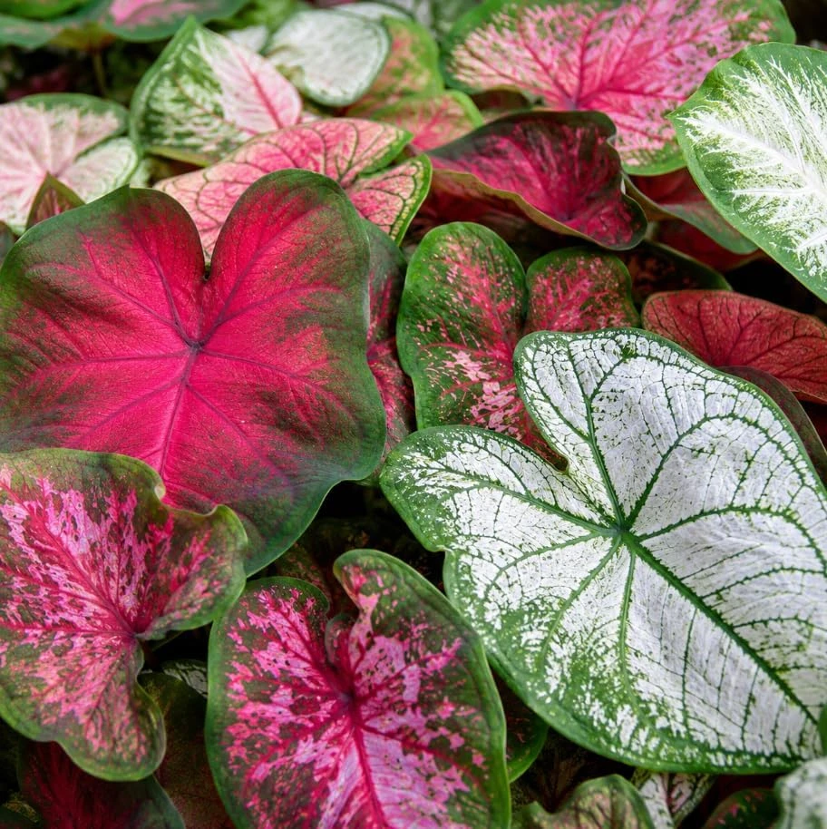 2 Pack Caladium Live Plants – 3-6 Inch Tropical Foliage Starter Plants – Indoor/Outdoor - Image 6