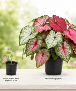 2 Pack Caladium Live Plants – 3-6 Inch Tropical Foliage Starter Plants – Indoor/Outdoor - Image 7