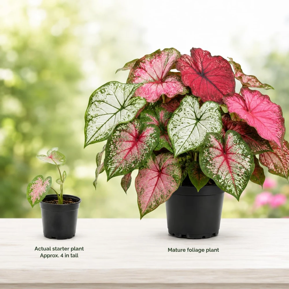 2 Pack Caladium Live Plants – 3-6 Inch Tropical Foliage Starter Plants – Indoor/Outdoor - Image 7