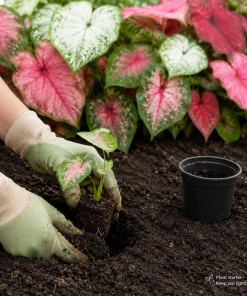 2 Pack Caladium Live Plants – 3-6 Inch Tropical Foliage Starter Plants – Indoor/Outdoor - Image 8