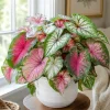2 Pack Caladium Live Plants – 3-6 Inch Tropical Foliage Starter Plants – Indoor/Outdoor - Image 1