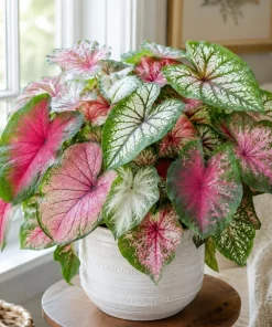 2 Pack Caladium Live Plants – 3-6 Inch Tropical Foliage Starter Plants – Indoor/Outdoor - Image 1