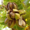 2 Pecan Tree Live Plants - 6-12" Tall Hardy Nut Seedlings in 3.5" Pots - Image 1