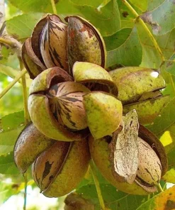2 Pecan Tree Live Plants - 6-12