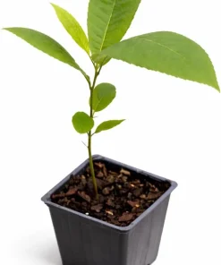 2 Pecan Tree Live Plants - 6-12
