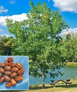 2 Pecan Tree Live Plants - 6-12