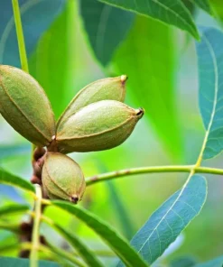 2 Pecan Tree Live Plants - 6-12
