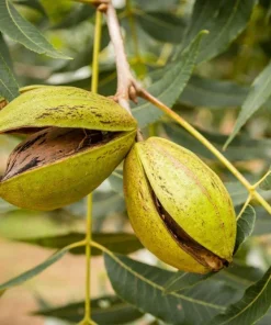 2 Pecan Tree Live Plants - 6-12