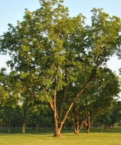 2 Pecan Tree Live Plants - 6-12