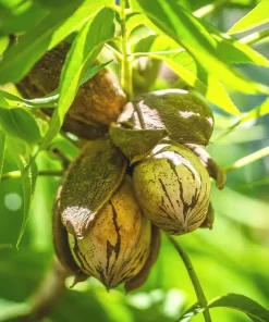 2 Pecan Tree Live Plants - 6-12