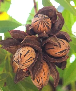 2 Pecan Tree Live Plants - 6-12