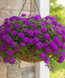2 Purple Verbena Live Plants 4-6 Inch Tall - Indoor & Outdoor Flowering Garden Plants - Image 2