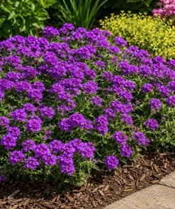 2 Purple Verbena Live Plants 4-6 Inch Tall - Indoor & Outdoor Flowering Garden Plants - Image 3