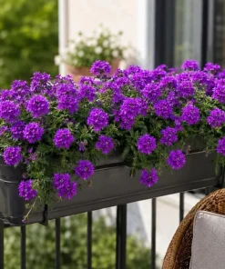 2 Purple Verbena Live Plants 4-6 Inch Tall - Indoor & Outdoor Flowering Garden Plants - Image 4