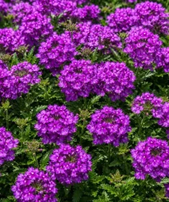 2 Purple Verbena Live Plants 4-6 Inch Tall - Indoor & Outdoor Flowering Garden Plants - Image 5