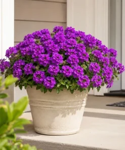 2 Purple Verbena Live Plants 4-6 Inch Tall - Indoor & Outdoor Flowering Garden Plants - Image 7