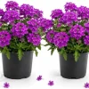 2 Purple Verbena Live Plants 4-6 Inch Tall - Indoor & Outdoor Flowering Garden Plants - Image 1