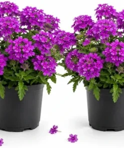 2 Purple Verbena Live Plants 4-6 Inch Tall - Indoor & Outdoor Flowering Garden Plants - Image 1