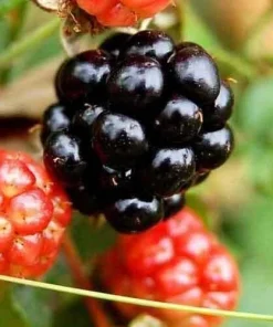 2 Red Mulberry Live Plants – 6-12 inches tall – 4 inch pot – Fruit Tree - Image 3