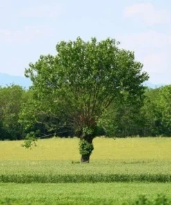 2 Red Mulberry Live Plants – 6-12 inches tall – 4 inch pot – Fruit Tree - Image 4