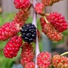 2 Red Mulberry Live Plants – 6-12 inches tall – 4 inch pot – Fruit Tree - Image 1