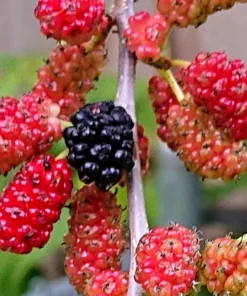 2 Red Mulberry Live Plants – 6-12 inches tall – 4 inch pot – Fruit Tree - Image 1