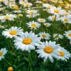 2 Shasta Daisy Live Plant – Perennial Flowering Plant – Bright White Blooms – 3" Pot - Image 1