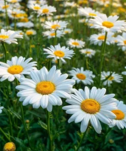 2 Shasta Daisy Live Plant – Perennial Flowering Plant – Bright White Blooms – 3