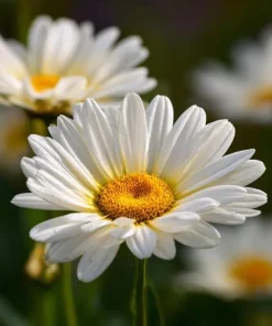 2 Shasta Daisy Live Plant – Perennial Flowering Plant – Bright White Blooms – 3