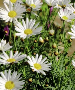 2 Shasta Daisy Live Plant – Perennial Flowering Plant – Bright White Blooms – 3