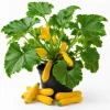 2 Yellow Zucchini Live Plants, 4-6 Inch Summer Squash Seedlings for Outdoor Garden - Image 1