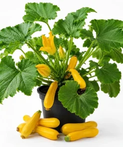 2 Yellow Zucchini Live Plants, 4-6 Inch Summer Squash Seedlings for Outdoor Garden - Image 1