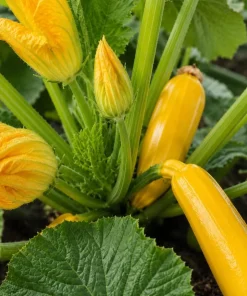 2 Yellow Zucchini Live Plants, 4-6 Inch Summer Squash Seedlings for Outdoor Garden - Image 3