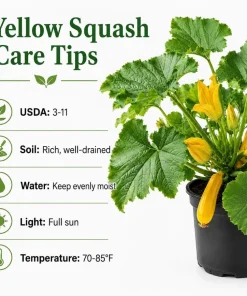 2 Yellow Zucchini Live Plants, 4-6 Inch Summer Squash Seedlings for Outdoor Garden - Image 4