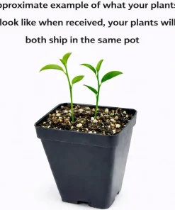 2 Yuzu Trees - 2-5" Tall Live Plants - Cold Hardy Citrus Fruit Seedling Indoor/Outdoor - Image 2
