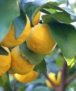 2 Yuzu Trees - 2-5