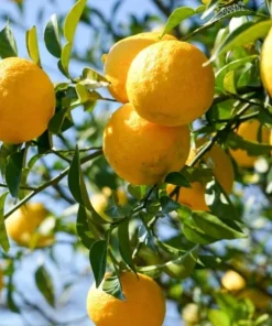2 Yuzu Trees - 2-5