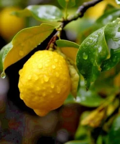 2 Yuzu Trees - 2-5