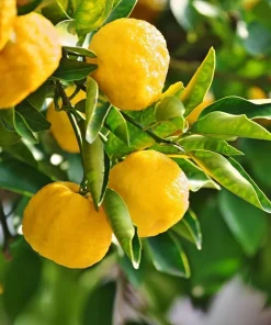 2 Yuzu Trees - 2-5