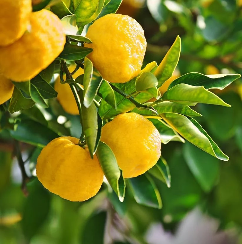 2 Yuzu Trees - 2-5" Tall Live Plants - Cold Hardy Citrus Fruit Seedling Indoor/Outdoor - Image 1