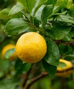 2 Yuzu Trees - 2-5
