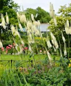 20 Black Cohosh Live Plant Roots - Actaea Racemosa Native Wildflower Woodland Starter - Image 4