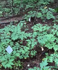 20 Black Cohosh Live Plant Roots - Actaea Racemosa Native Wildflower Woodland Starter - Image 5