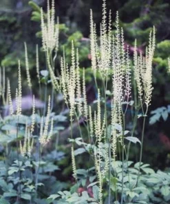 20 Black Cohosh Live Plant Roots - Actaea Racemosa Native Wildflower Woodland Starter - Image 6