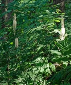 20 Black Cohosh Live Plant Roots - Actaea Racemosa Native Wildflower Woodland Starter - Image 7