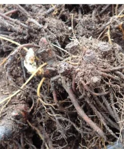 20 Black Cohosh Live Plant Roots - Actaea Racemosa Native Wildflower Woodland Starter - Image 9