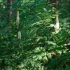 20 Black Cohosh Live Plant Roots - Actaea Racemosa Native Wildflower Woodland Starter - Image 1