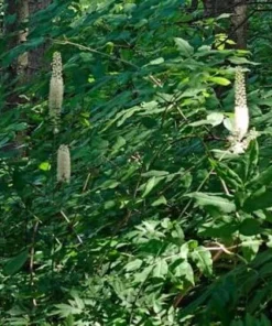 20 Black Cohosh Live Plant Roots - Actaea Racemosa Native Wildflower Woodland Starter - Image 1