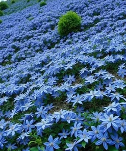 20 Blue Downy Clematis Macropetala Hybrid Flower Seeds - Hardy Climber Vine - Image 2