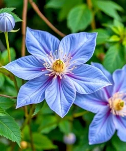 20 Blue Downy Clematis Macropetala Hybrid Flower Seeds - Hardy Climber Vine - Image 1